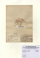 藏品(匍匐擬石花)的圖片